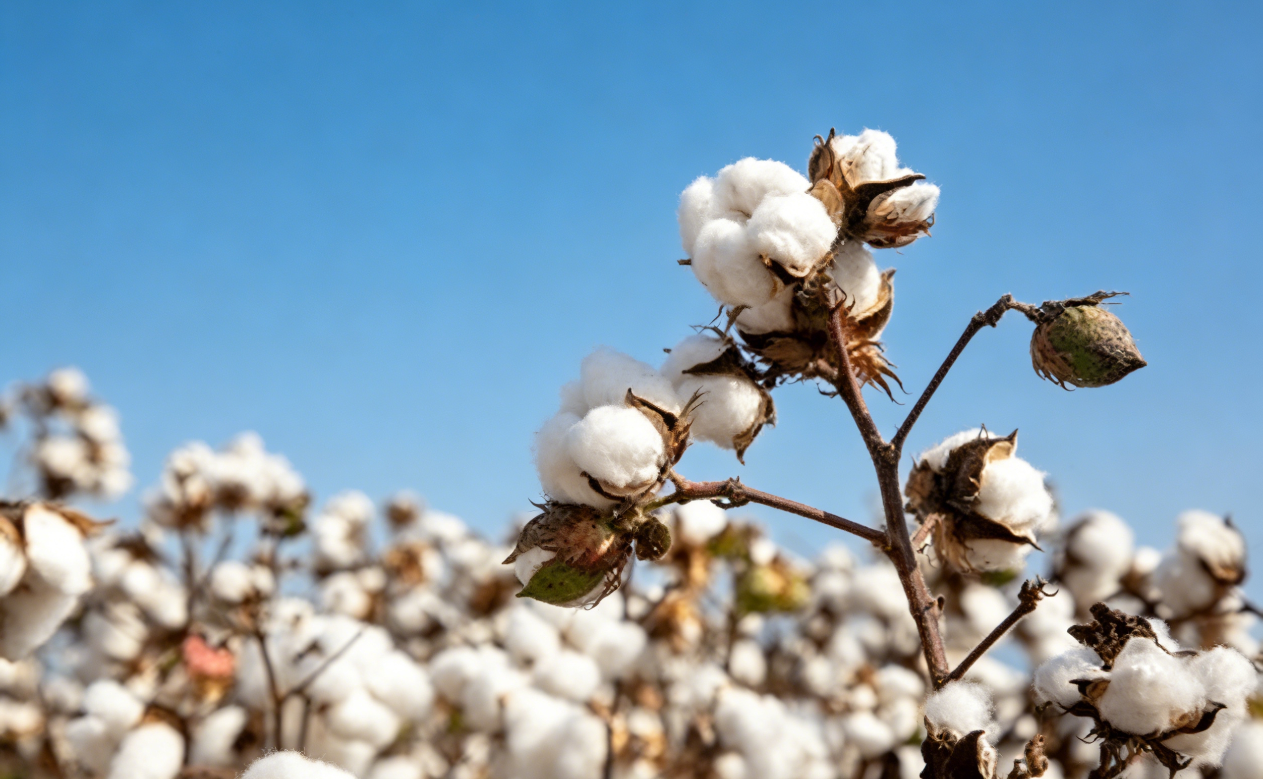 Why Combed Cotton Is Better for Hotel Linens